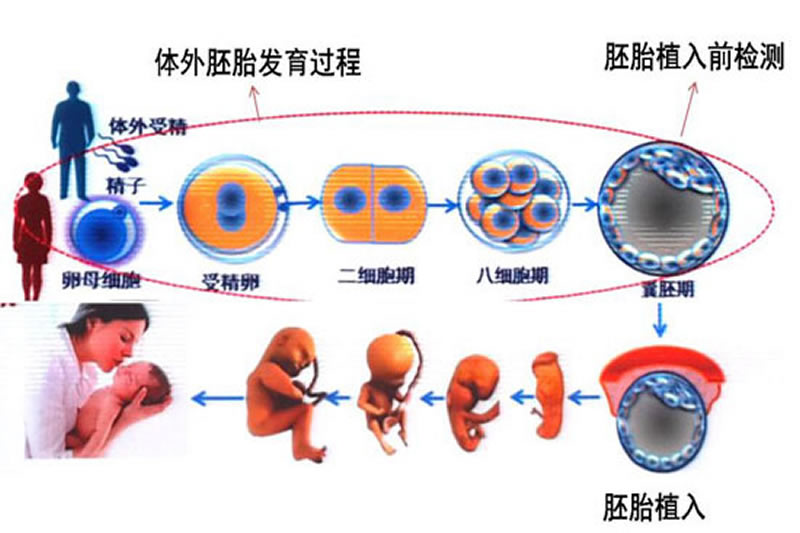 第三代試管嬰兒流程指南,費用、過程、成功率全解讀(圖3) 第三代試管嬰兒流程指南,費用、過程、成功率全解讀(圖3)