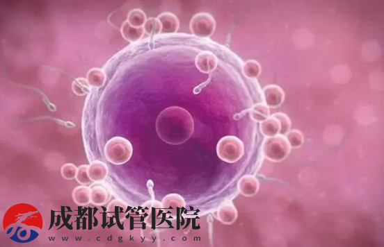 試管養(yǎng)囊和不養(yǎng)囊的區(qū)別，不僅操作難度大成功率也有影響