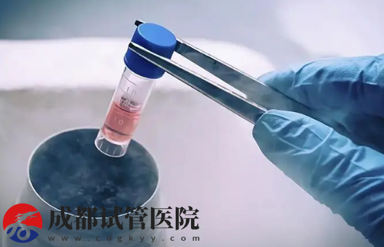 試管養囊和不養囊的區別，不僅操作難度大成功率也有影響(圖2)