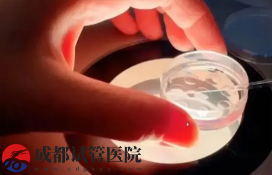 試管養囊和不養囊的區別，不僅操作難度大成功率也有影響(圖3)