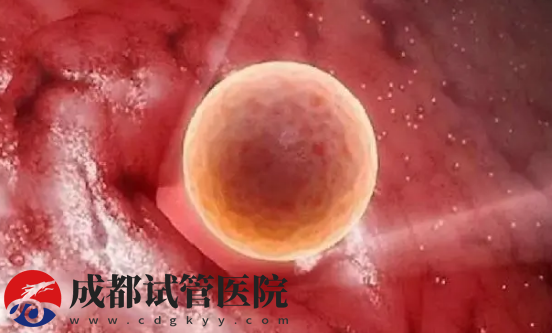 3天鮮胚的著床過程，第二天就開始細胞分化(圖1)