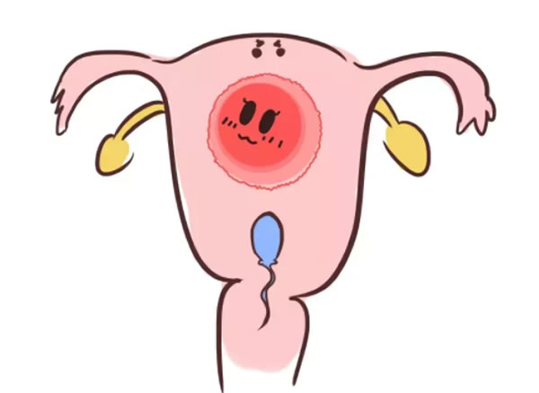懷孕后腹中的寶寶想知道是男寶還是女寶幾個(gè)月看的出來？(圖1)